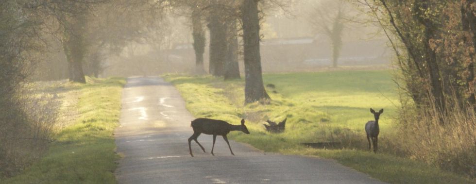 Olyckorna som kostar en miljard kronor om året