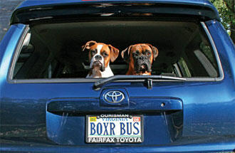 Personliga nummerskyltar: R U VAIN?