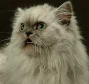 Porscheköp och doggis!