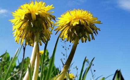 Maskrosor kan utvecklas till gummi för däck