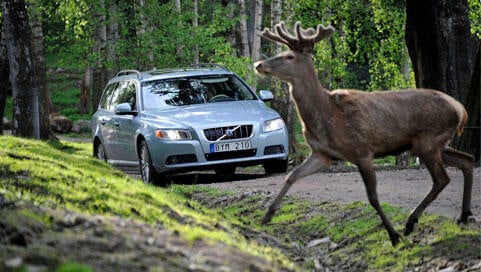 Viltolyckorna ökar – se lista på var!