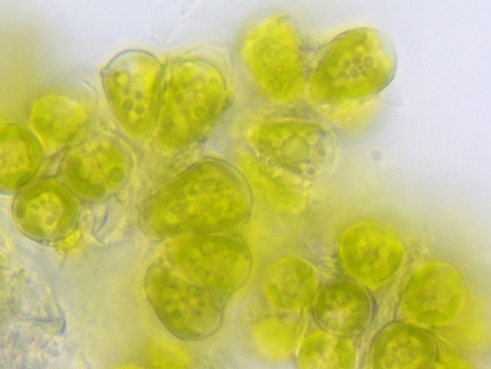 I framtiden kan du tanka biobränsle från alger