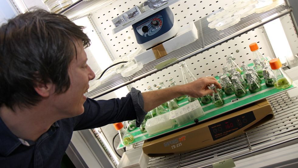 Tanka bilen med alger