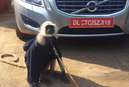 Volvo har apa som parkeringsvakt