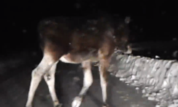 En älg promenerar längs en väg på natten. (AI text)