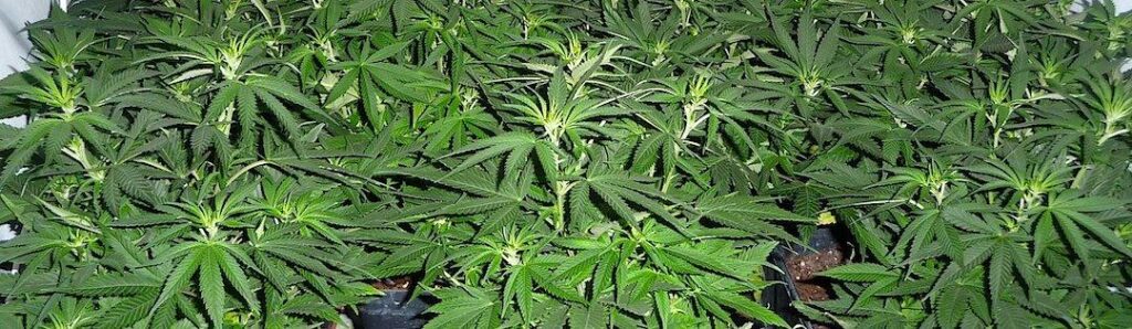 Är det säkrare att röka marijuana istället för att dricka ett par glas rödvin en fredagskväll? Undersökningen från USA pekar mot det.