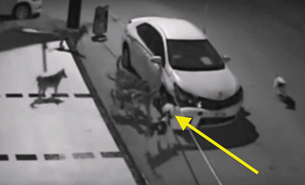 En bil står parkerad i ett garage, och en hund sitter i baksätet. (AI text)