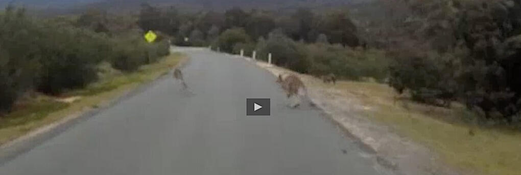 Volvos radar luras av det hoppande rörelsemönster som en känguru har. Se filmen på länken nedan.