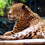 Det blir allt vanligare att leoparder söker sig in i byar och städer i Indien. FOTO: anuj88chawla/BigStockPhoto