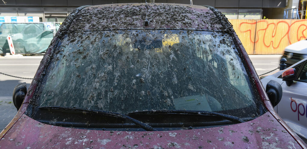 En bil täckt av flug (AI text)