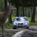 En bil i skogen. (AI text)