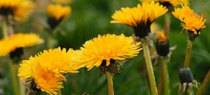 En gul lökärska i en åker. (AI text)