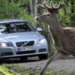 En hjort passagerer över en väg i skogen. (AI text)