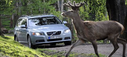 En hjort passagerer över en väg i skogen. (AI text)