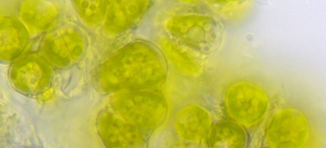 Grön alger växer i vattenskapade miljö. (AI text)