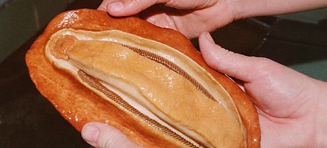 En person håller en skal. (AI text)