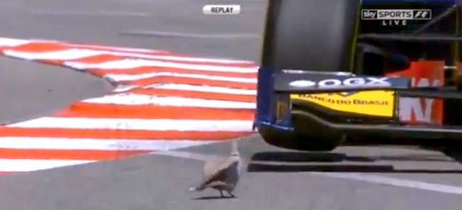 En fågel promenerar på spåret. (AI text)