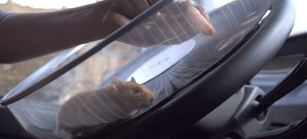 En kanin i en bil (AI text)