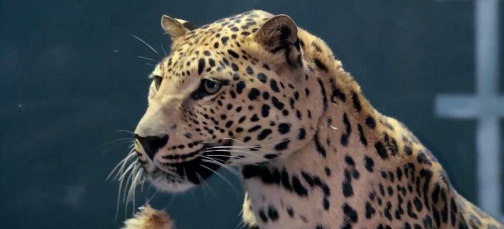 En leopard som äter en fågel. (AI text)