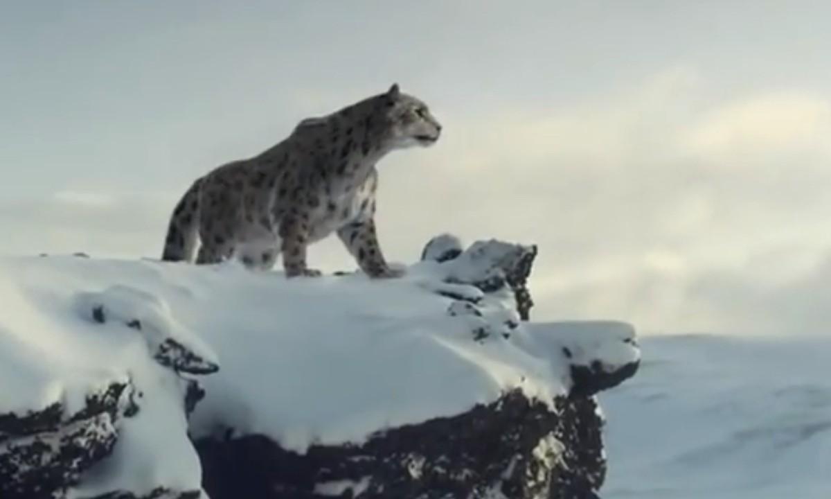 En snöleopard står på en snöklädd klippa. (AI text)