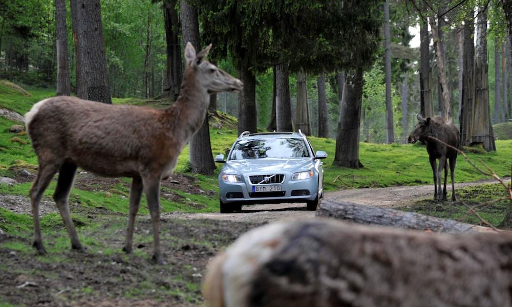 En bil kör genom ett skogsparti där älgar rör sig. (AI text)