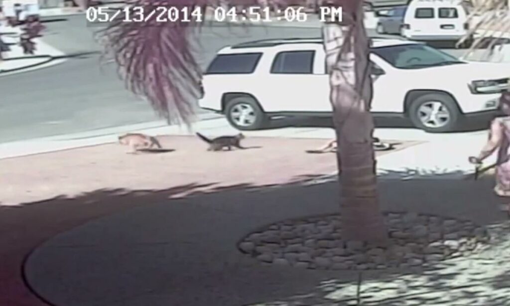 En kvinna promenerar förbi en bil med en katt i baksätet. (AI text)