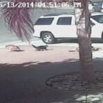 En kvinna promenerar förbi en bil med en katt i baksätet. (AI text)