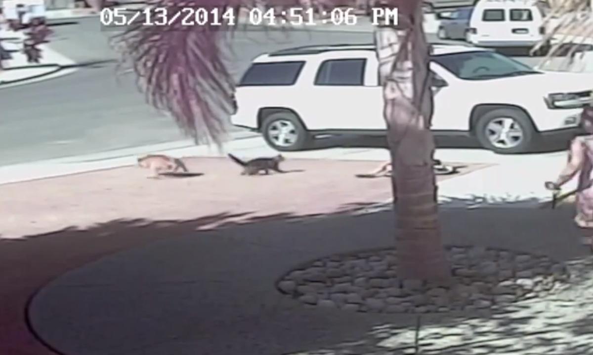 En kvinna promenerar förbi en bil med en katt i baksätet. (AI text)