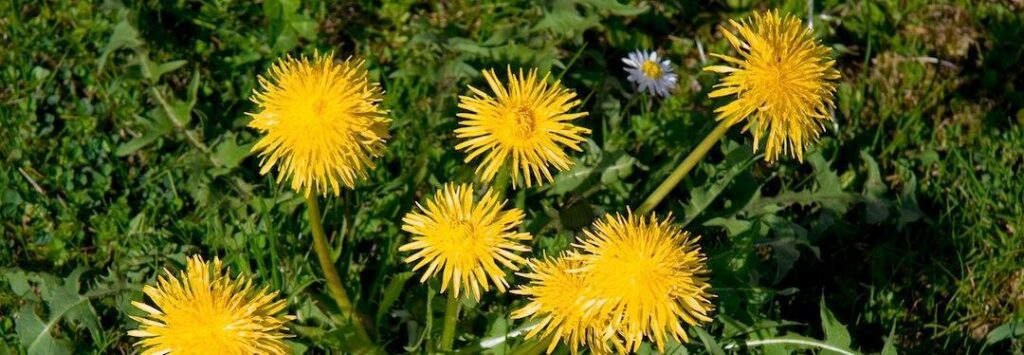 En gul daggkåpa i gräset. (AI text)