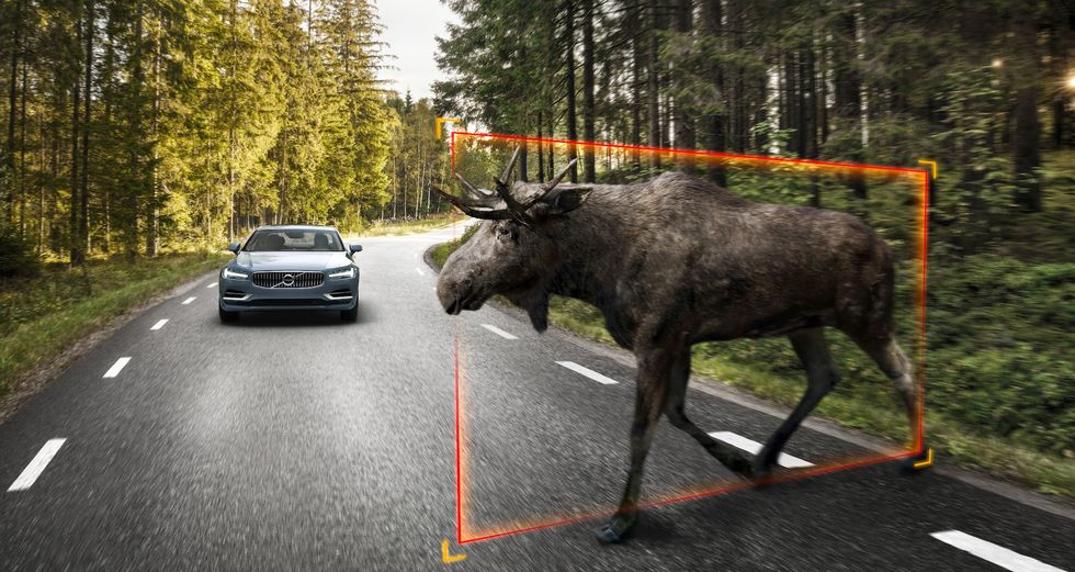 Älgar och cyklister går bra – men inte en känguru