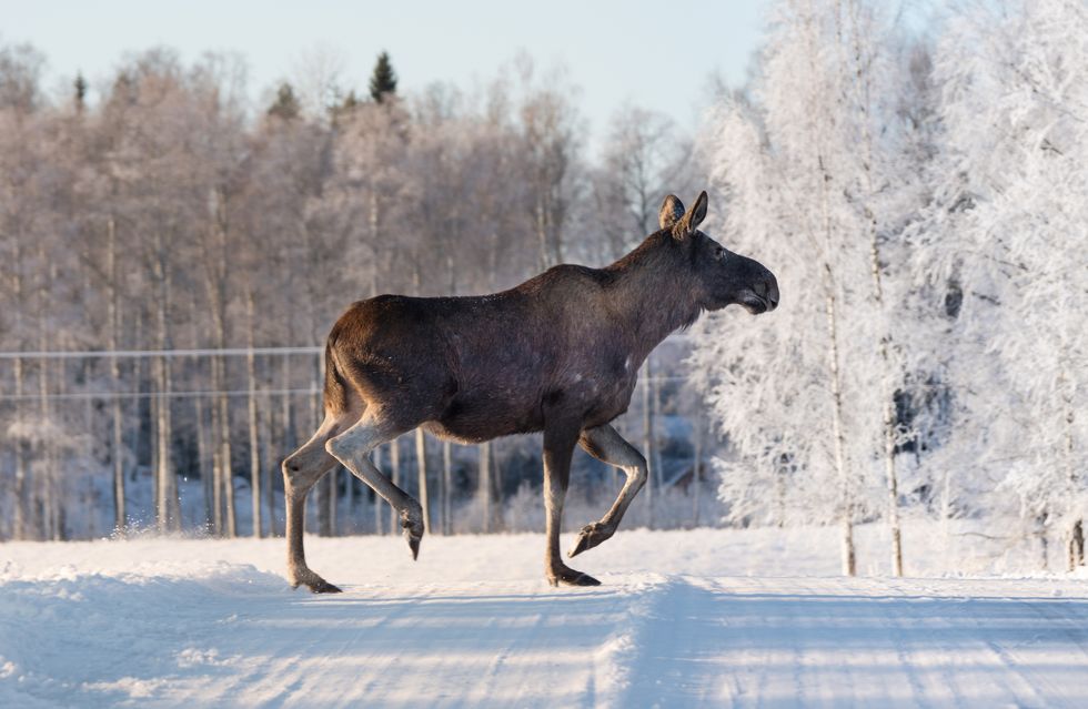”Mycket snö och ostadigt väder ökar säkerheten”