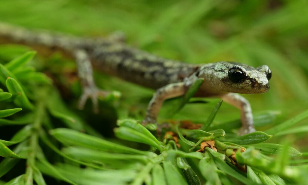 Vattensalamandern och dess fortplantningsområden är strikt skyddade.