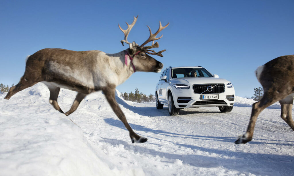 En hjord renar över en väg. (AI text)