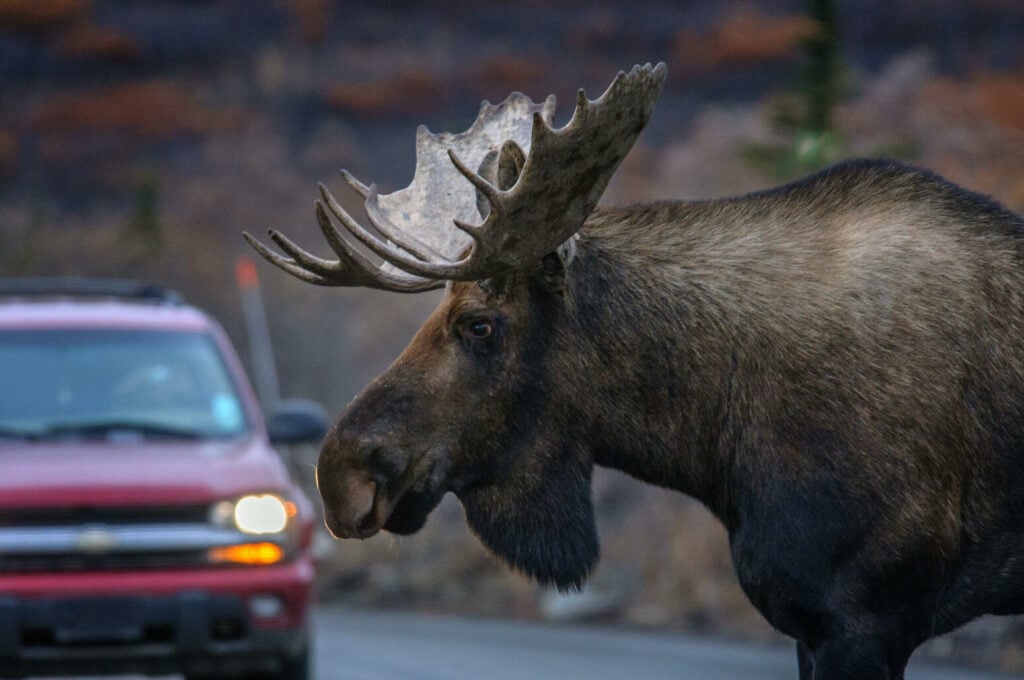 Ett införande av sommartid året om skulle kunna minska viltolyckorna med drygt 3 procent, enligt en ny amerikansk forskningsstudie.
