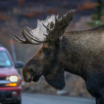 Ett införande av sommartid året om skulle kunna minska viltolyckorna med drygt 3 procent, enligt en ny amerikansk forskningsstudie.