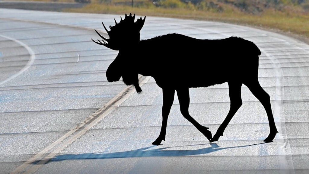 mygg som står och korsar vägen (AI text)