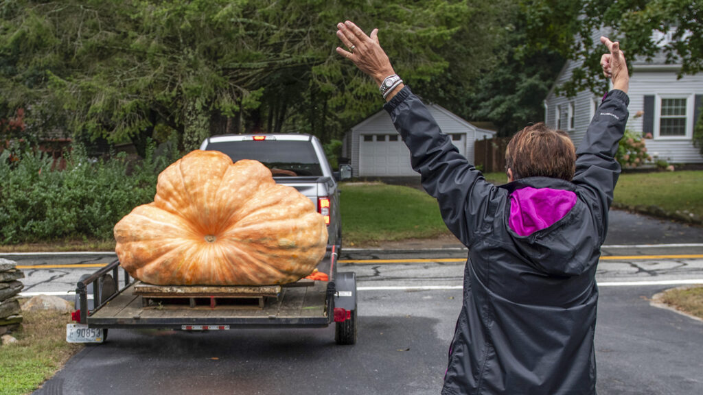En kvinna transporterar en jätteäpple med en släpvagn. (AI text)