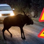 Älg som kliver ut på väg framör bil