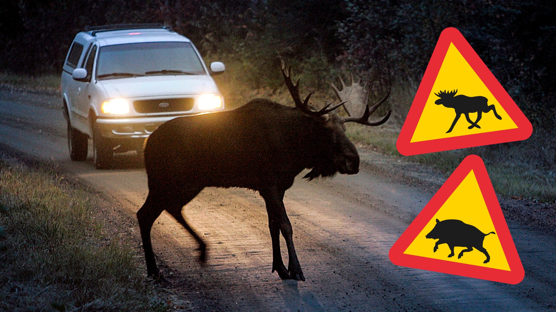 Älg som kliver ut på väg framör bil